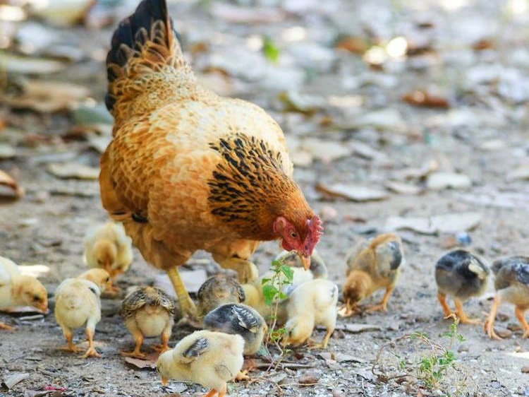 抗菌肽在家禽生产中应用的研究进展